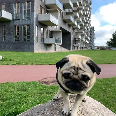 Cute Pug Guest Homestay szállás Koppenhága