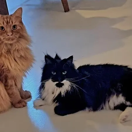 Norrebro Oasis - With 2 Cats - Families Only Lejlighed *