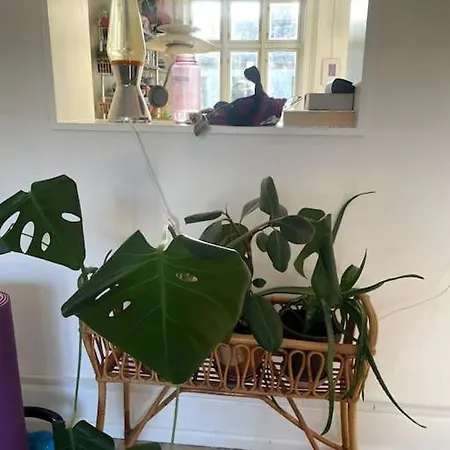 The Heart Of Norrebro Apartment, Sleeps 4 People Appartement