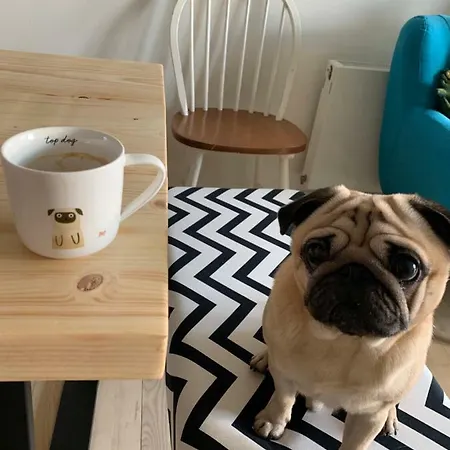 Pansiyon Cute Pug Guest