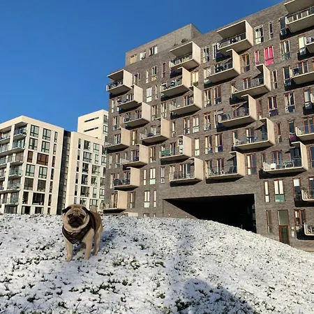 Cute Pug Guest Pansiyon *