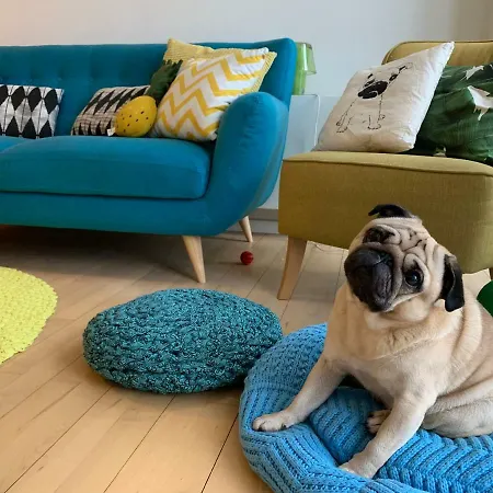 Pansiyon Cute Pug Guest *