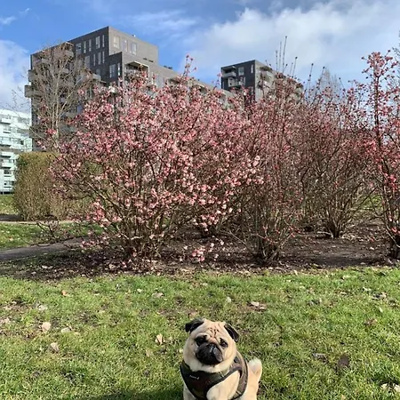 Pansiyon Cute Pug Guest Kopenhag